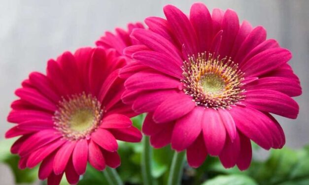 How to Care for Beautiful Gerberas