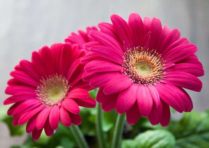How to Care for Beautiful Gerberas