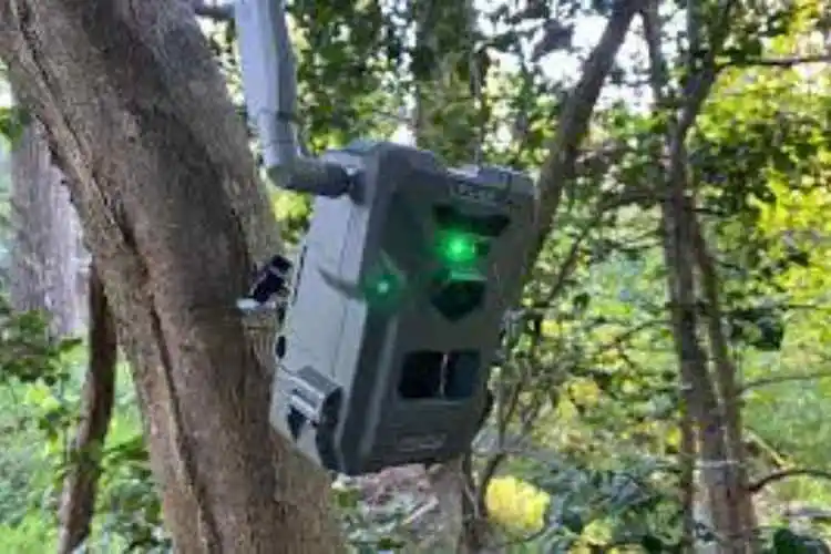 Spypoint Flex Review: Know Everything About This Trail Camera Here!